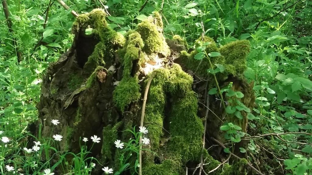 Nigel Restaurant & Im Wendland Hotel Bergen an der Dumme